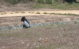 [ẢNH] NÓNG: Máy bay quân sự rơi tại Khánh Hòa, cả 2 phi công tử nạn