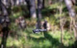 [ẢNH] Công nghệ UAV trinh sát siêu nhỏ nguy hiểm ra sao trên chiến trường?