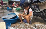 Chợ cá Nghi Thuỷ hút khách mùa du lịch biển