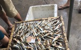 Chợ cá Nghi Thuỷ hút khách mùa du lịch biển
