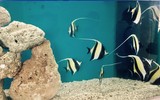 Bảo tàng Hải dương học - nơi khám phá đại dương và giáo dục về tài nguyên, chủ quyền biển đảo