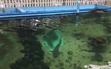 Bảo tàng Hải dương học - nơi khám phá đại dương và giáo dục về tài nguyên, chủ quyền biển đảo