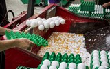 Bê bối trứng 