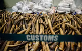 Mỹ tiêu hủy 2 tấn ngà voi và đồ tạo tác buôn bán trái phép