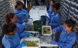Brazil thả hàng triệu muỗi mang vi khuẩn ngừa sốt xuất huyết ra môi trường