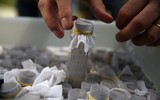Brazil thả hàng triệu muỗi mang vi khuẩn ngừa sốt xuất huyết ra môi trường