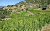 Morocco thu giữ lượng cocaine kỷ lục trong năm 2017