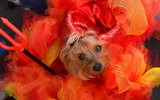 [ẢNH] Những chú chó hóa trang mùa Halloween không thể đáng yêu hơn