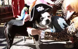 [ẢNH] Những chú chó hóa trang mùa Halloween không thể đáng yêu hơn