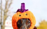 [ẢNH] Những chú chó hóa trang mùa Halloween không thể đáng yêu hơn
