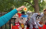 [ẢNH] Những chú chó hóa trang mùa Halloween không thể đáng yêu hơn