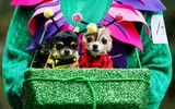 [ẢNH] Những chú chó hóa trang mùa Halloween không thể đáng yêu hơn