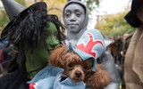 [ẢNH] Những chú chó hóa trang mùa Halloween không thể đáng yêu hơn