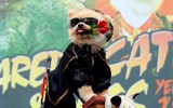 [ẢNH] Những chú chó hóa trang mùa Halloween không thể đáng yêu hơn