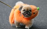 [ẢNH] Những chú chó hóa trang mùa Halloween không thể đáng yêu hơn