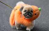[ẢNH] Những chú chó hóa trang mùa Halloween không thể đáng yêu hơn