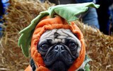 [ẢNH] Những chú chó hóa trang mùa Halloween không thể đáng yêu hơn