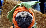 [ẢNH] Những chú chó hóa trang mùa Halloween không thể đáng yêu hơn