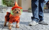 [ẢNH] Những chú chó hóa trang mùa Halloween không thể đáng yêu hơn