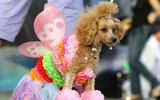 [ẢNH] Những chú chó hóa trang mùa Halloween không thể đáng yêu hơn