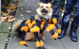 [ẢNH] Những chú chó hóa trang mùa Halloween không thể đáng yêu hơn