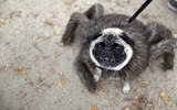[ẢNH] Những chú chó hóa trang mùa Halloween không thể đáng yêu hơn