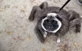 [ẢNH] Những chú chó hóa trang mùa Halloween không thể đáng yêu hơn