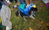 [ẢNH] Những chú chó hóa trang mùa Halloween không thể đáng yêu hơn