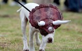 [ẢNH] Những chú chó hóa trang mùa Halloween không thể đáng yêu hơn