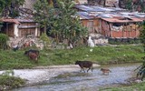 [ẢNH] Tình cảnh tuyệt vọng ở quê nhà khiến người Honduras 