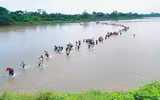[ẢNH] Mệt mỏi và giận dữ, đoàn người di cư Trung Mỹ 