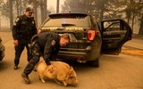 [ẢNH] Hỏa hoạn có sức hủy diệt khủng khiếp ở California, Mỹ
