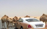 [ẢNH] Hội con nhà giàu Dubai làm điên đảo mạng xã hội vì mức sang chảnh không ai bì kịp
