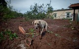 [ẢNH] Nỗi buồn đằng sau thảm họa sập đập chất thải ở Brazil làm hàng trăm người mất tích