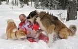 [ẢNH] Thú cưng, quà sinh nhật đặc biệt của Tổng thống Nga Vladimir Putin
