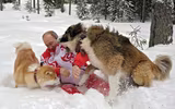 [ẢNH] Thú cưng, quà sinh nhật đặc biệt của Tổng thống Nga Vladimir Putin