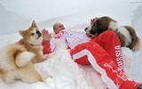 [ẢNH] Thú cưng, quà sinh nhật đặc biệt của Tổng thống Nga Vladimir Putin