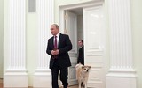 [ẢNH] Thú cưng, quà sinh nhật đặc biệt của Tổng thống Nga Vladimir Putin