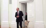 [ẢNH] Thú cưng, quà sinh nhật đặc biệt của Tổng thống Nga Vladimir Putin