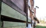 [ẢNH] Tù nhân Đức bảo tồn loài ong và sản xuất mật ong ở trong tù