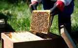 [ẢNH] Tù nhân Đức bảo tồn loài ong và sản xuất mật ong ở trong tù