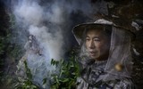 [ẢNH] Nghề không dành cho những người yếu tim: Lấy mật ong rừng ở Trung Quốc