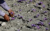 [ẢNH] Khám phá việc thu hoạch Saffron – 