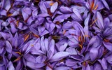 [ẢNH] Khám phá việc thu hoạch Saffron – 