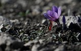 [ẢNH] Khám phá việc thu hoạch Saffron – 