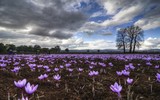 [ẢNH] Khám phá việc thu hoạch Saffron – 