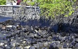 [ẢNH] Tình trạng khẩn cấp ở Mauritius sau sự cố tràn dầu