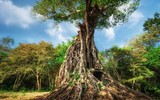 Chiêm ngưỡng vẻ đẹp những di sản thế giới mới được UNESCO công nhận