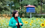 Hơn 2.000 mét vuông hoa hướng dương rực rỡ Hoàng thành Thăng Long