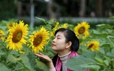 Hơn 2.000 mét vuông hoa hướng dương rực rỡ Hoàng thành Thăng Long